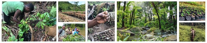 Frise Coeur de foret