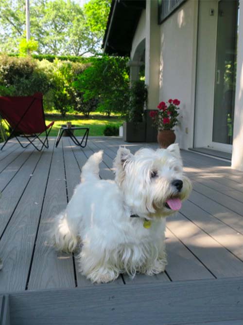 chien sur une terrasse composite couleur béton neowood